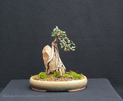 Root over rock elm