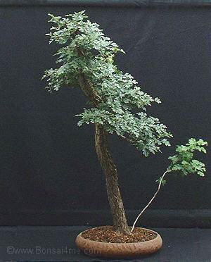 Hawthorn threadgraft