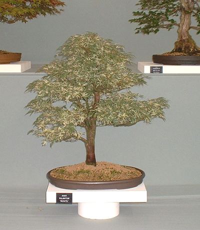 Bonsai Gallery