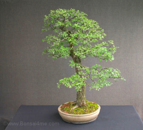 hawthorn bonsai