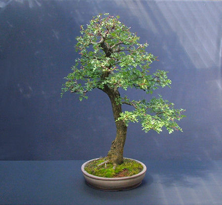 hawthorn bonsai