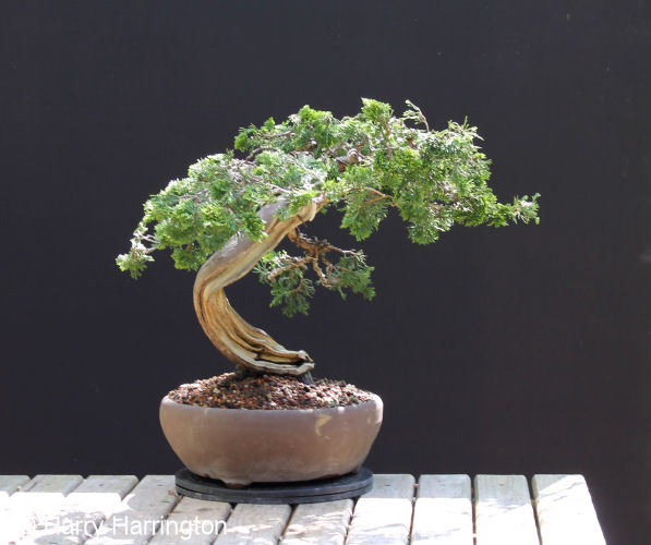 Carving and Styling a Juniper sabina Bonsai