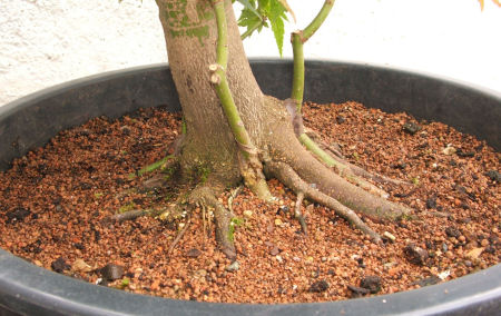 acer palmatum bonsai  root graft