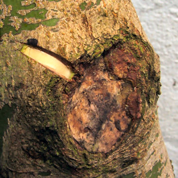 cambium layer and bark is cut away