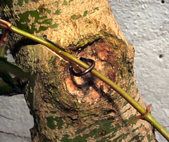 staple can then be introduced into the holes