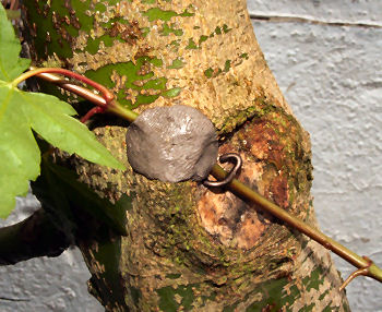 the entire graft is sealed with cut paste/wound sealant