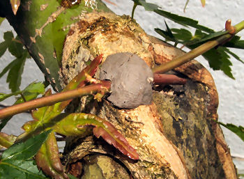 trunk-chop on an Acer palmtum bonsai