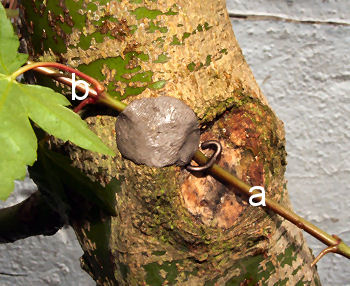 Severing the Approach Graft