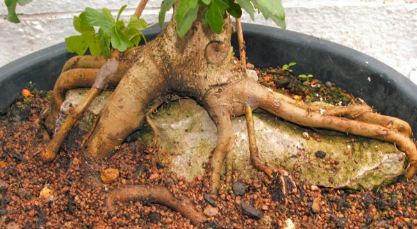 root over rock Field Maple (Acer campestre) bonsai above