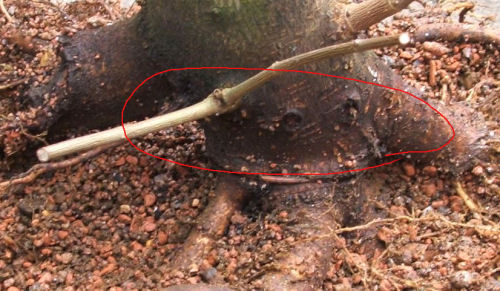 Acer campestre bonsai 