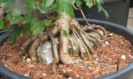 field maple bonsai roots