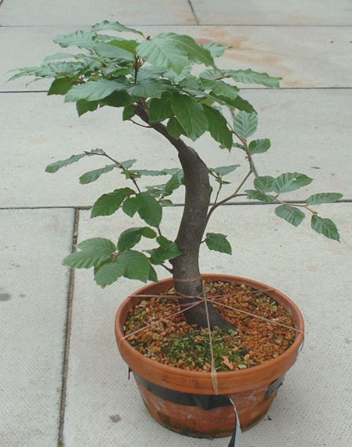 Beech
