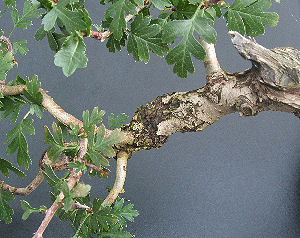 Notching Branches