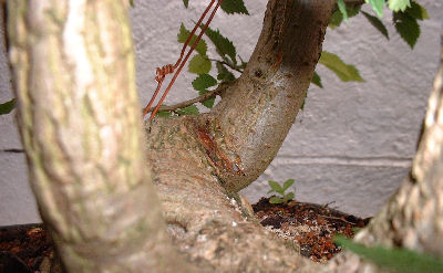 Notching Branches