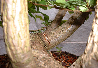 Notching Branches