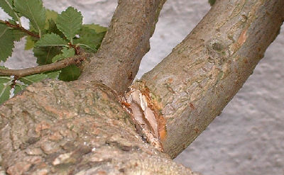Notching Branches