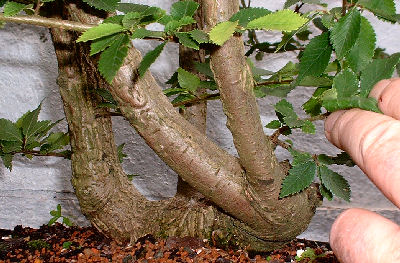 Notching Branches