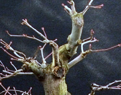 Notching Branches