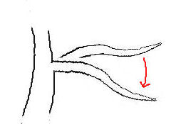Notching Branches