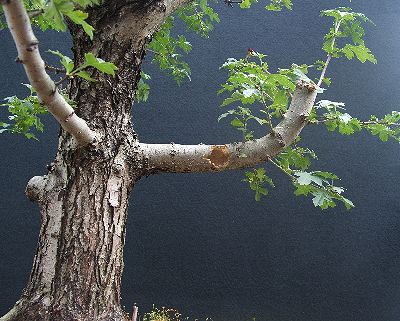 hawthorn bonsai