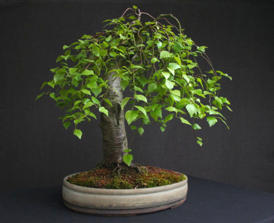 bonsai chinesische ulme Einsteiger-Bonsai-Set Chinesische Ulme  Cultivea