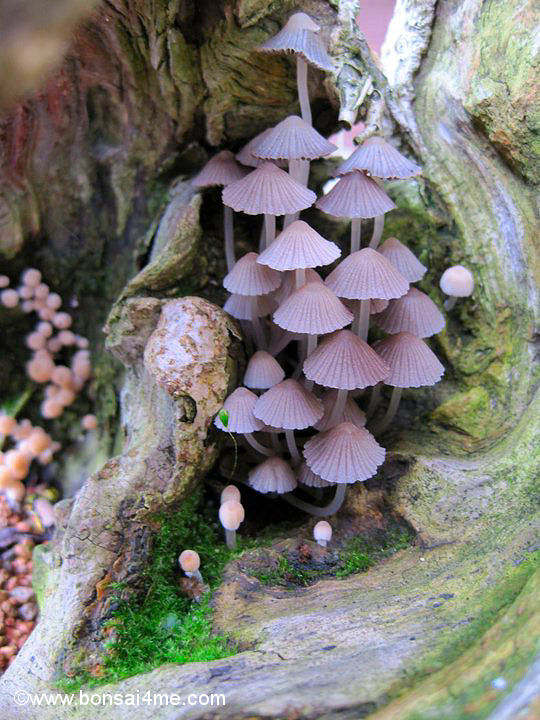 Mushrooms and Bonsai
