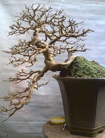 diospyros bonsai