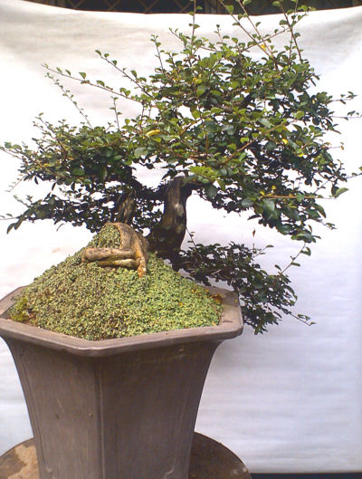 diospyros bonsai