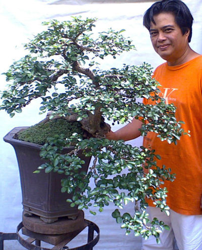 diospyros bonsai