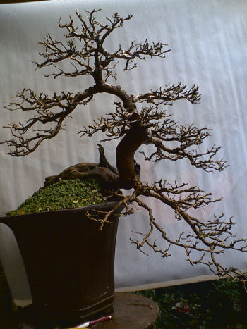 diospyros bonsai