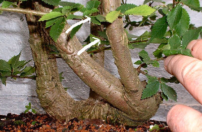 trunk of the Elm