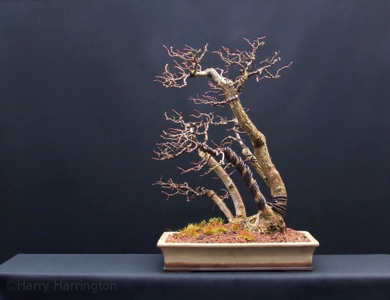 elm raft was repotted into a shallow rectangle made by Erin Pottery