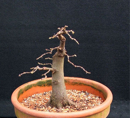 European Hornbeam/Carpinus betulus Shohin Bonsai Progression Series