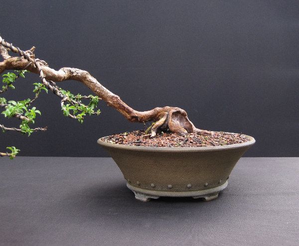 Preserving and Styling a Fuchsia Bonsai