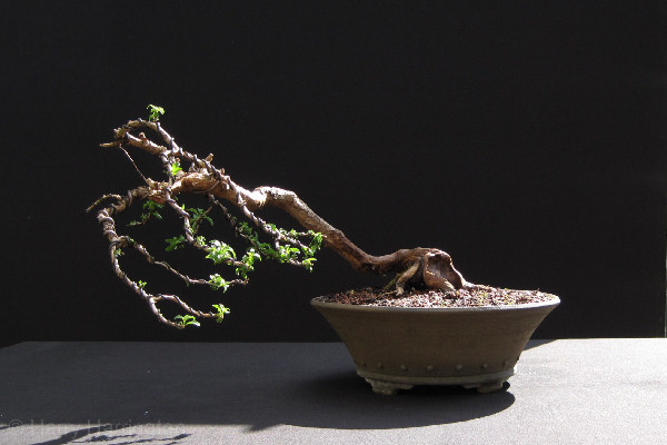 indoor plant sale near me Golden Pothos For Sale | Indoor Plants