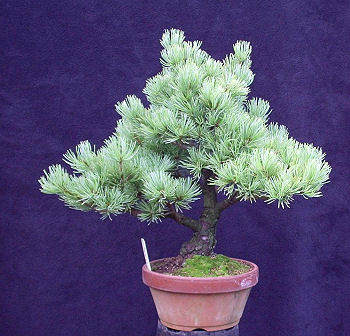 Japanese White Pine as bought
