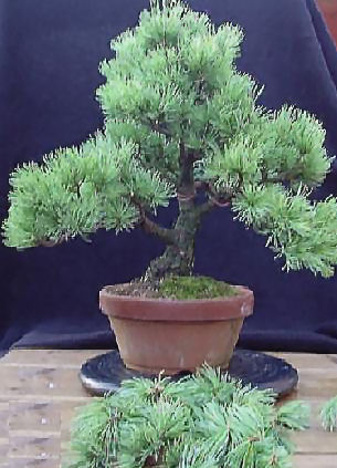 After initial pruning