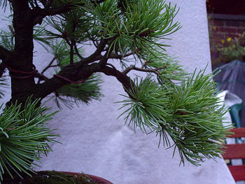 japanese white pine