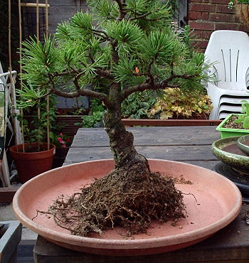 Pine repot