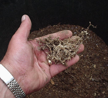 mycelium fungus