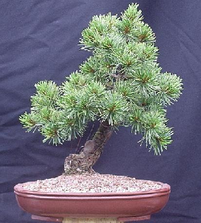 Japanese White Pine