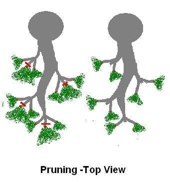 Pruning Japanese White Pine