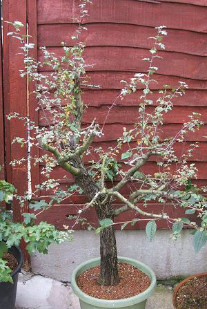 hawthorn bonsai