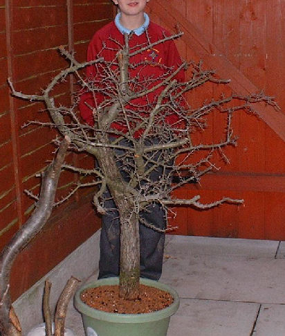 hawthorn bonsai