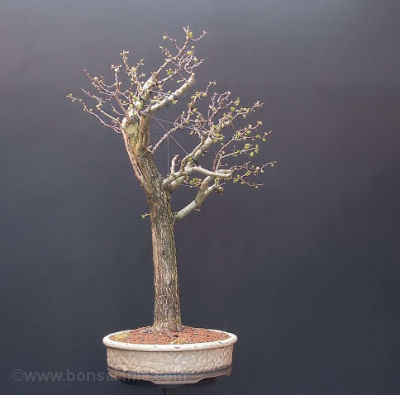 hawthorn bonsai