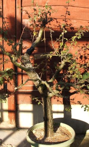 hawthorn bonsai