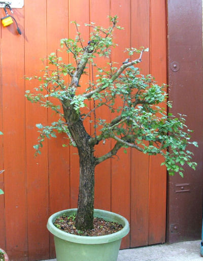 hawthorn bonsai