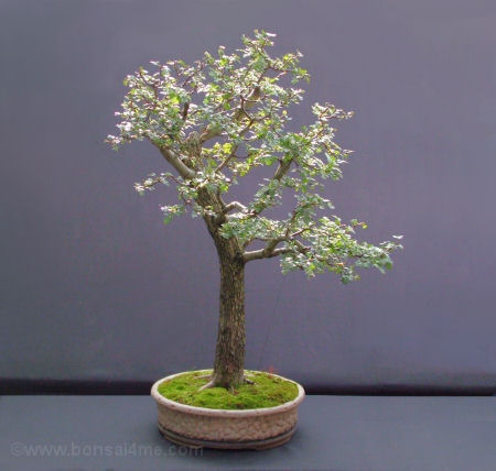 hawthorn bonsai