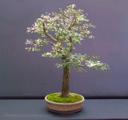 hawthorn bonsai