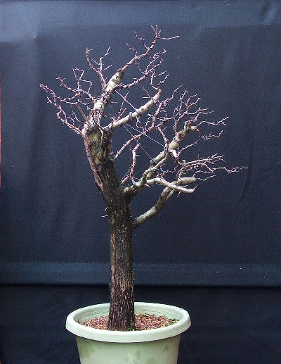 hawthorn bonsai